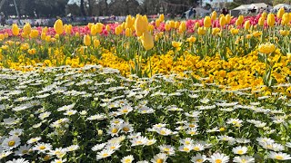 floriade canberra 2024 [upl. by Somerset]