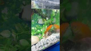 Goldfish breeding goldfish gold aquarium breeding fish guppy petsmoon fishing shorts pets [upl. by Ainattirb]