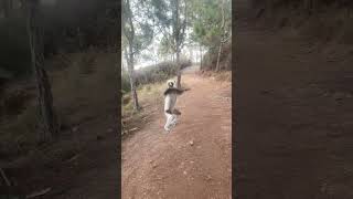 sifaka funny funnyshorts funnyvideo [upl. by Ntsyrk]