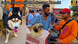 Saddar Dogs Market 1122024 Karachi Latest Updates  Husky Dogs American Pit Bull Terrier Dogs [upl. by Hamnet]