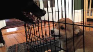 Adorable Corgi puppy growling at dog [upl. by Debarath686]