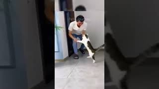 Los animales más graciosos 🙈😹🐈🐕🙀 funny gatoschistosos catfunny animaleschistosos catvideos [upl. by Columbyne380]