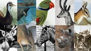 ANIMAIS EXTINTOS PELA HUMANIDADE DE 1000 ATÉ 2020 [upl. by Schargel788]