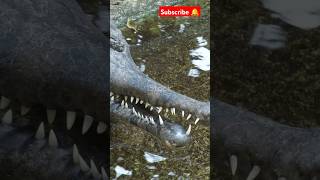 Gharial in river trending viralvideo crocodile river indianocean shortsfeed shorts feed [upl. by Draneb]