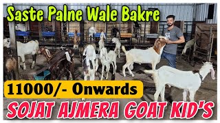 11000 Palne Wale Saste Bakre In Mumbra  Sojat Ajmera Sirohi Boer Goat Kids [upl. by Nosna961]