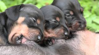 Cute Dachshund Puppies Suckling [upl. by Farand]