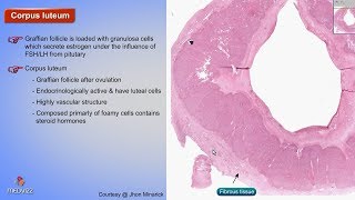 Histology of Corpus luteum  Shotgun Histology [upl. by Geithner149]