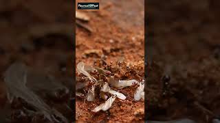 Why Do Some Ants Have Wings Exploring Ants Nuptial Flight shorts ants [upl. by Sigismondo]