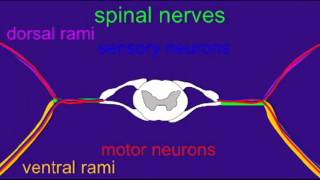 SPINAL CORD ROOTS AND RAMI [upl. by Anaud]