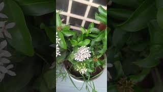 Mini ixora plant Flowering amp blooming shortsviralshorts TGMGardening [upl. by Hilly]