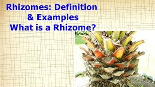 Rhizomes Definition amp Examples  What is a Rhizome [upl. by Mellie]