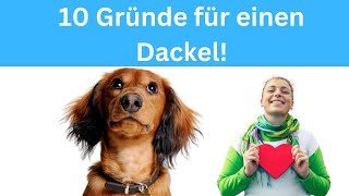 10 Gründe für einen Dackel als Hunderasse 🐶 [upl. by Hengel]