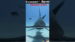 Hammerhead shark amazingfacts shark new thefact fact [upl. by Haret]