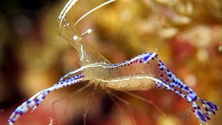 Pederson cleaner shrimp  Pedersons shrimp  Cleaner shrimps  Banded Coral Shrimp [upl. by Gennie]