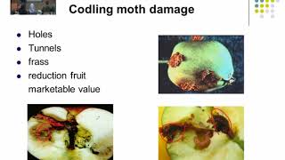 المحاضرة 20   APPLE INSECT PESTS  د  رنا سمارة [upl. by Uwkuhceki475]