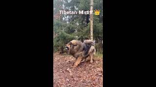 Siberian Husky vs Tibetan mastiff vs Cane corso🔥😱 dog doglovers animals new horse trending [upl. by Nnylyrehc]