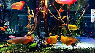 Red Arowana Fishes in Malawi Cichlids Tank  Amazing Arowana Community [upl. by Asiruam]