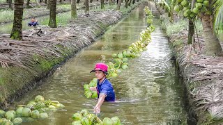 How Thai Farmers Harvest Millions of Tons of Fresh Coconut Every Year [upl. by Nonahs118]