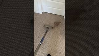 Taking out a tough stain on Berber carpet cleaning carpetcleaning cleantok [upl. by Domela885]