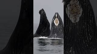 SURPRISING HUMPBACK WHALE LUNGE FEEDING IN FRONT OF WHALE WATCH BOAT [upl. by Ruosnam]