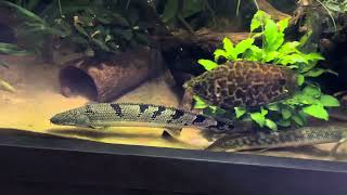 Polypterus delhezi [upl. by Owain]