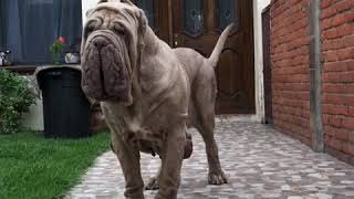 Neapolitan mastiff Marilyn [upl. by Adnilreh]