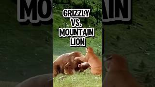 Grizzly vs Mountain Lion A Rare Clash of Predators [upl. by Arlan503]