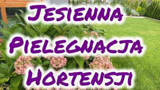 Jesienna pielęgnacja hortensji ogrodowej [upl. by Reppart]