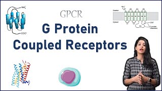 GPCR Cell Signaling II G Protein Coupled Receptors I Cell Signaling [upl. by Hnacogn661]