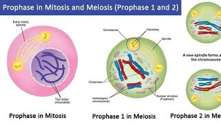 Comparison Between Prophase Stages  Mitosis amp Meiosis  Cell Division  Prophasel Prophasell [upl. by Innad]