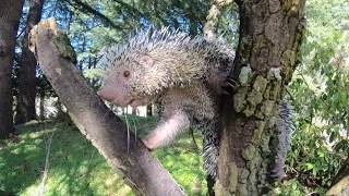 PrehensileTailed Porcupine Bebeto Cronch Snacks [upl. by Ajiram563]