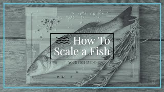 How To Scale a Fish  StepbyStep and Tips on Scaling YOUR Fish [upl. by Kahlil]