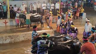 Kambala Start  Panapila Mangalore 2024 [upl. by Anemaj238]