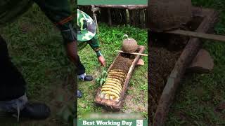 Best working day 2193 The process of removing honeycomb from a beehive in the form of logs [upl. by Zaslow]