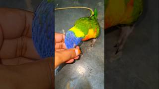 Rainbow lorikeet playing lorikeet short birds lorikeetparrotparakeet teambird [upl. by Ydnys480]