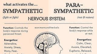 Effects of the sympathetic Vs parasympathetic nervous system on body organs [upl. by Min624]