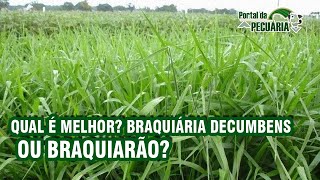 Qual é melhor Braquiária decumbens ou Braquiarão [upl. by Frazer]