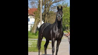 sold Quadriga  Black broodmare out of Grand Prix line on the gras field [upl. by Acimak]