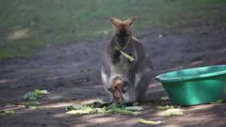 Redneck wallaby joey January 2014 [upl. by Margy]