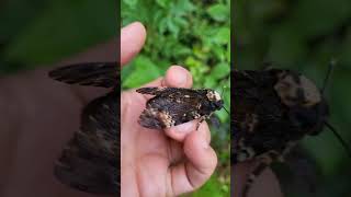 The sound of a Deathshead Hawkmoth [upl. by Imuya]