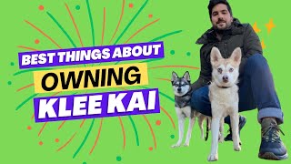 6 Best Things About Owning Alaskan Klee Kai [upl. by Nywde165]