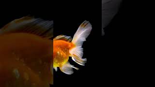 Goldfish swimming on black background 3 [upl. by Sulrac801]