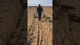 Stabilizing Sand Dunes with Standing Straw  Good tools and machinery make work easier [upl. by Jacie]