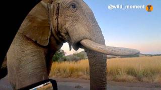 Elephant bull close call elephant [upl. by Marcel7]