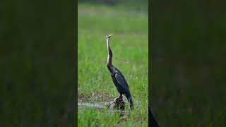 Oriental Darter Anhinga melanogaster [upl. by Wileen]