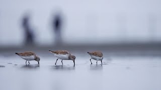 WILD PHOTOGRAPHY  The dunlin Calidris alpina [upl. by Keynes148]