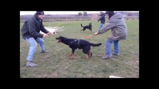 Hary beauceron formation sécurité [upl. by Abla]