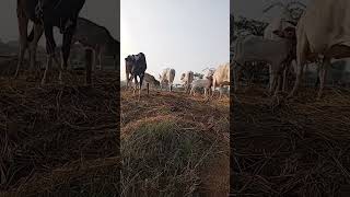 MY COWS FARM IN MY VILLAGE trending mostbeautifulvillageintheworld [upl. by Rist]