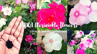 நித்திய கல்யாணி  How to grow amp care Nithya kalyani plant and collect seeds  vinca Maadi thottam [upl. by Nylirehc454]