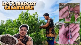 PAANO KO IAIR LAYER O MARCOT ANG AKING CALAMANSI  CALAMONDIN PLANTS  MARK LASACA [upl. by Yesnyl]